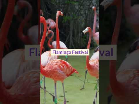 Things to do in Hialeah, Florida video thumbnail